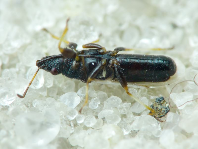 Metopoplax origani (Kolenati, 1845)